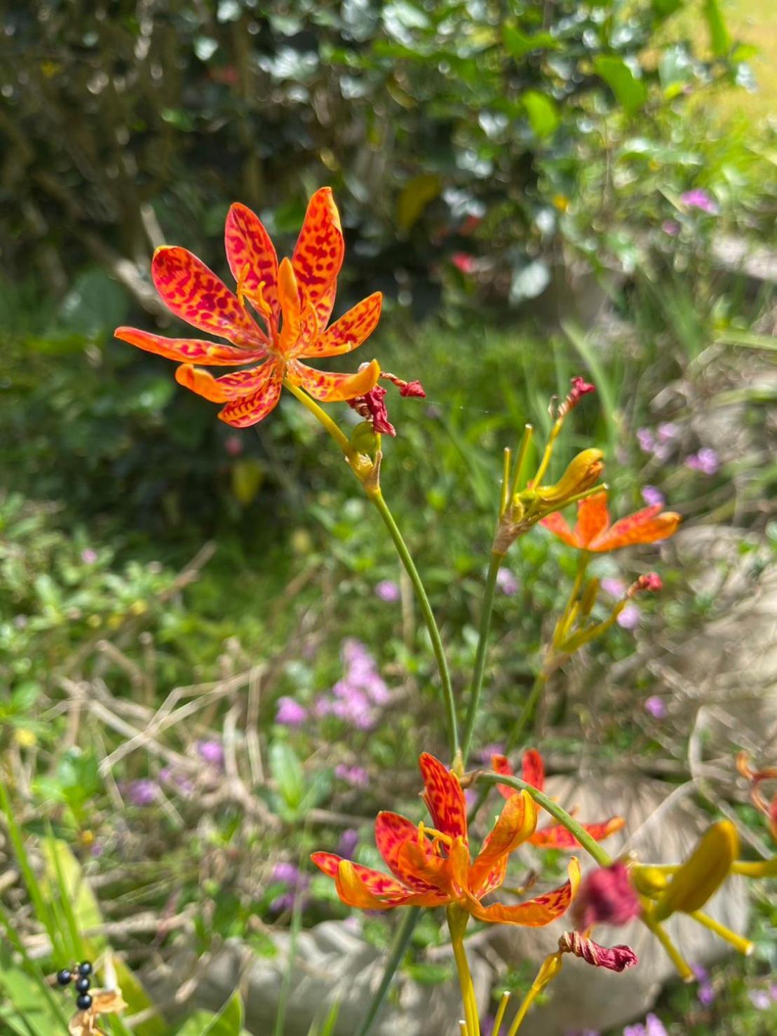 Xian Qing Yu Zhi Homestay 池上郷 エクステリア 写真