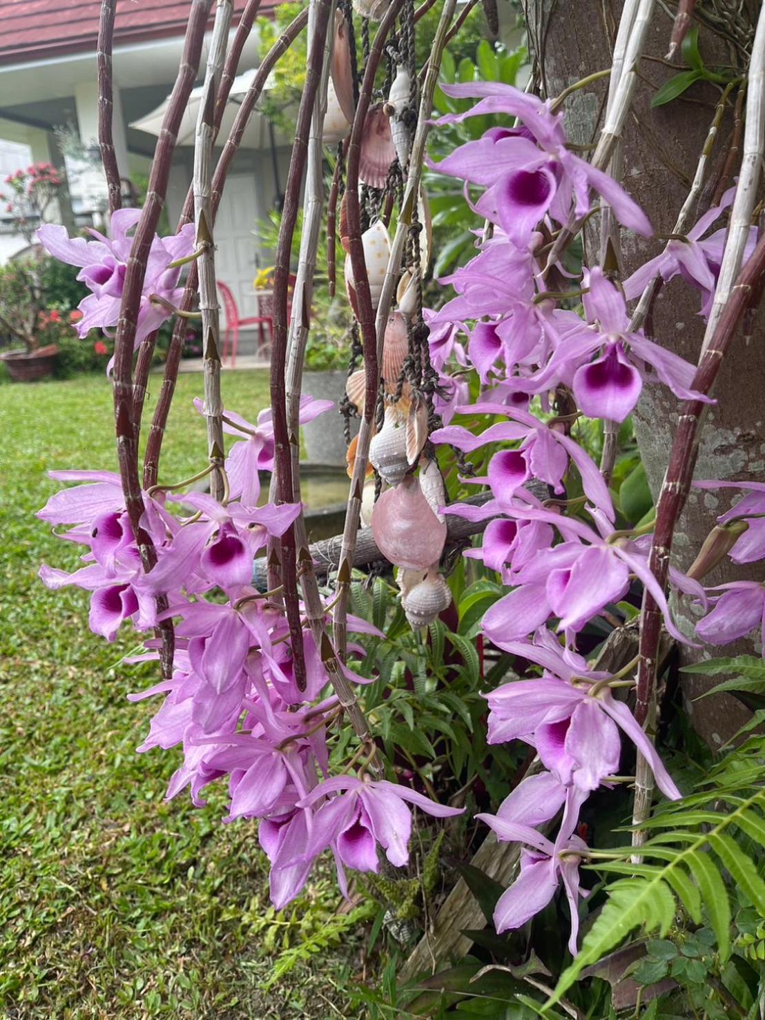 Xian Qing Yu Zhi Homestay 池上郷 エクステリア 写真
